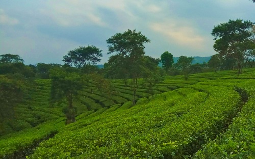 Kebun Teh